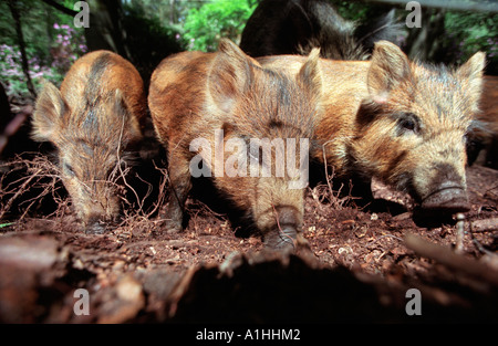 Young Wild Boar grubbing for food in woodland in Hampshire, England. Stock Photo