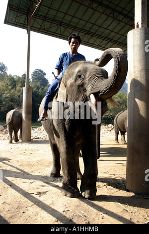 Elephant training camp northern Thailand Stock Photo