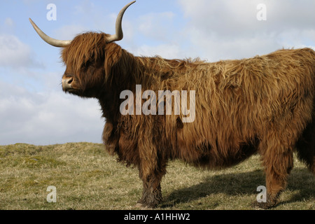 Highland cattle with large horns standing on top of hill Fife Scotland UK Stock Photo