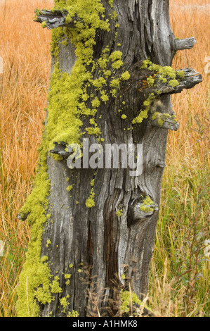 Wolf lichen (Letharia vulpina) grows on wood, Firehole Lake Drive, Yellowstone National Park, Wyoming, USA Stock Photo