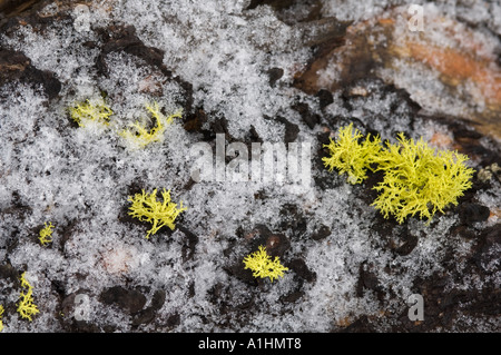 Wolf lichen (Letharia vulpina) grows on wood, Firehole Lake Drive, Yellowstone National Park, Wyoming, USA Stock Photo