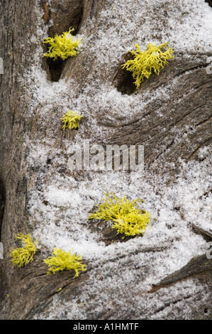 Wolf lichen (Letharia vulpina) grows on wood, Firehole Lake Drive, Yellowstone National Park, Wyoming, USA Stock Photo