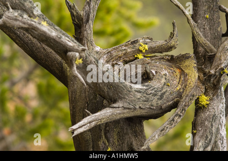 Wolf lichen (Letharia vulpina) grows on wood, Firehole Lake Drive, Yellowstone National Park, Wyoming, USA Stock Photo