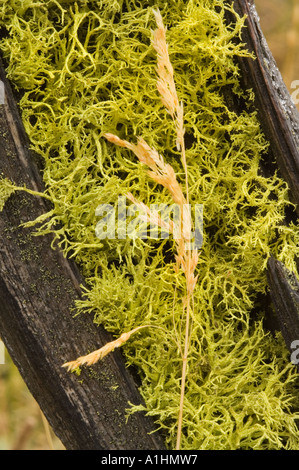 Wolf lichen (Letharia vulpina) grows on wood, Firehole Lake Drive, Yellowstone National Park, Wyoming, USA Stock Photo