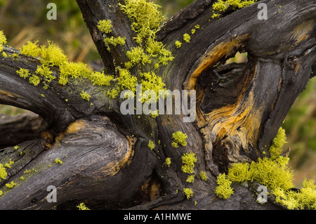 Wolf lichen (Letharia vulpina) grows on wood, Firehole Lake Drive, Yellowstone National Park, Wyoming, USA Stock Photo