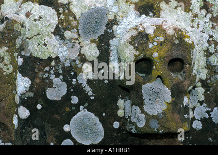 Plague marker on lichen encrusted grave stone in Melrose Abbey graveyard Stock Photo