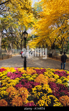 New York City People walking through Central Park's Literary Walk in the autumn. The Mall with a bed of chrysanthemums. Central Park Conservancy. Stock Photo