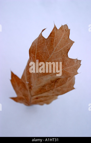 dead leaf on the white snow Stock Photo