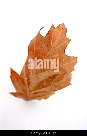 dead leaf on the white snow Stock Photo