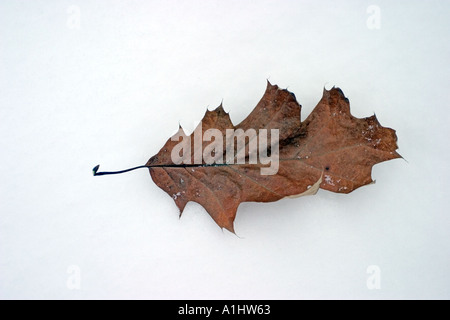 dead leaf on the white snow Stock Photo