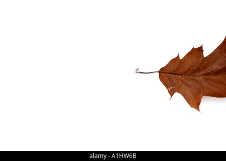 dead leaf on the white snow Stock Photo