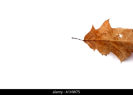 dead leaf on the white snow Stock Photo