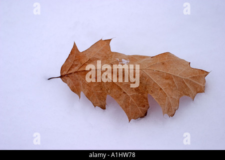 dead leaf on the white snow Stock Photo