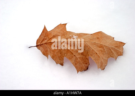 dead leaf on the white snow Stock Photo