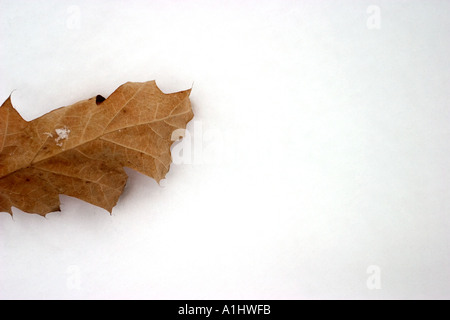 dead leaf on the white snow Stock Photo