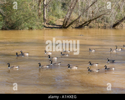 Deep River Randleman North Carolina NC dirty muddy brown river suspended particles canadian geese Stock Photo