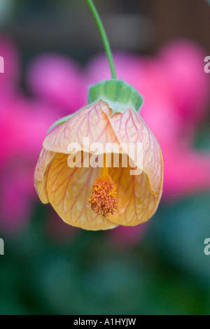 abutilon pictum flower Stock Photo