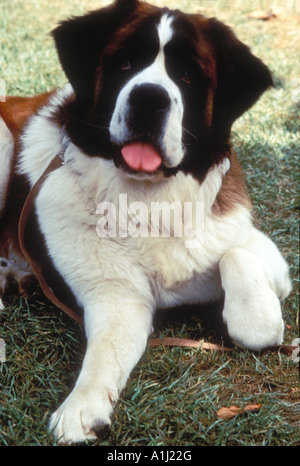 Beethoven Year 1992 Director Brian Levant Stock Photo