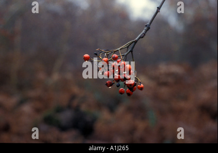Red berries on Wimbledon common United Kingdom Stock Photo