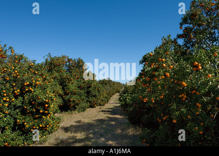 Orange Groves in Polk County, Central Florida, Florida, USA Stock Photo