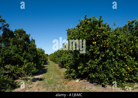 Orange Groves in Polk County, Central Florida, USA Stock Photo