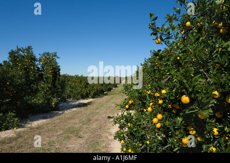 Orange Groves in Polk County, Central Florida, USA Stock Photo