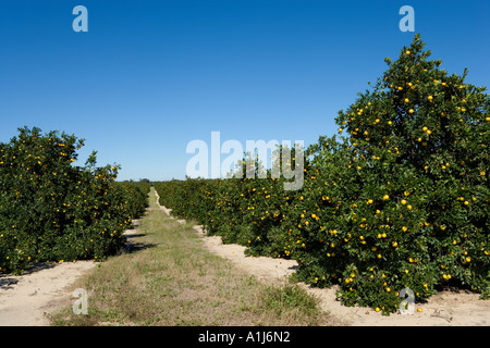 Orange Groves in Polk County, Central Florida, USA Stock Photo