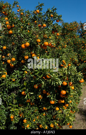 Orange Groves in Polk County, Central Florida, USA Stock Photo