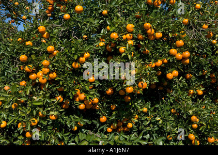 Orange Groves in Polk County, Central Florida, Florida, USA Stock Photo