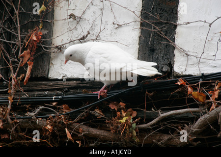 White Dove Stock Photo