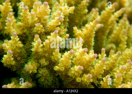 Closeup underwater view of Acropora coral Stock Photo