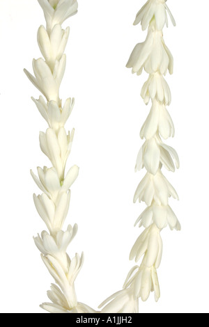 Fragrant white tuberose flower lei necklaces awaiting visitors in ...