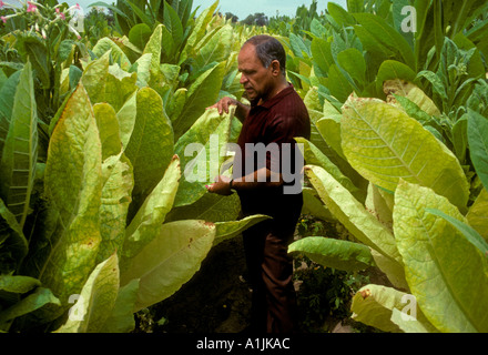 1, one, Mexican man, tobacco farmer, tobacco plant, tobacco plants, tobacco  leaf, tobacco leaves, tobacco field, crop, Ixtapa, Jalisco State, Mexico  Stock Photo