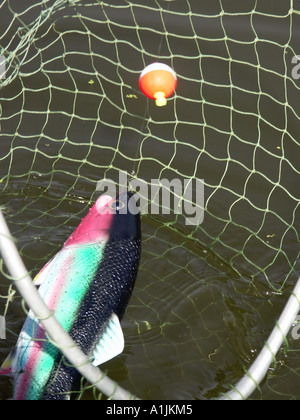 Fake Fish in Net Stock Photo - Alamy