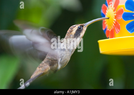Close up of hummingbird feeding Stock Photo