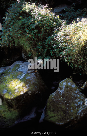 bald eagle Haliaeetus leucocephalus on a boulder looking for fish in Anan Creek Tongass National Forest southeast Alaska Stock Photo