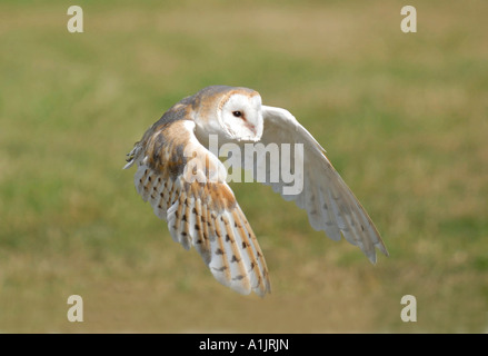 BARN OWL (Tyto alba) flying Stock Photo