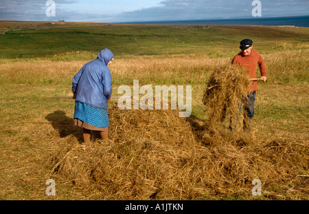 BUILDING A HAYSTACK Stock Photo - Alamy