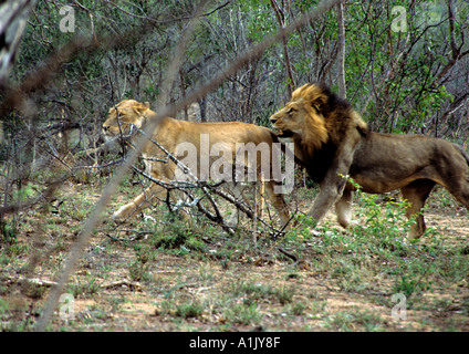 KRUGER NATIONAL PARK SOUTH AFRICA October Male and female lion Panthera Leo the male is following the female for mating
