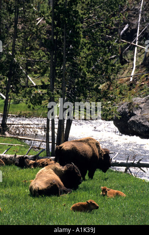 Bison and their baby calves relax along Antelope Creek in Yellowstone National Park Wyoming USA Stock Photo