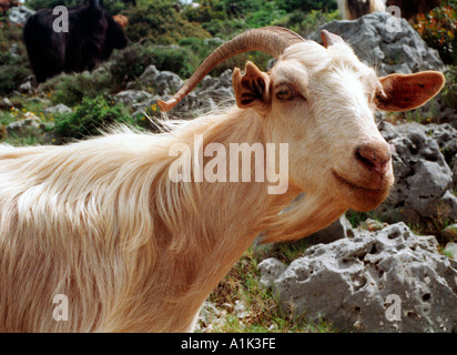 Goat clambering along the cliffs on the west coast of Kefalonia the Greek Ionian Island where Captain Corelli was filmed. Stock Photo