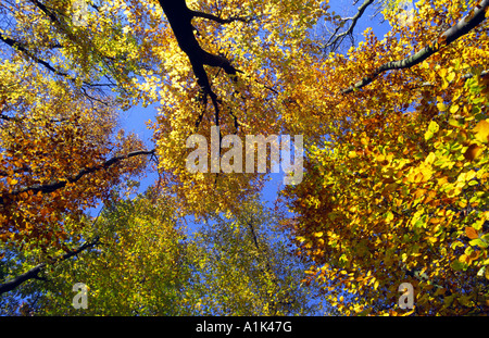 autumn - tree tops Stock Photo