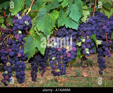 grapes Stock Photo