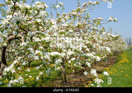 Michigan apple orchard with flower blossoms in full bloom Stock Photo