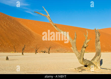 Dead Trees between high red dunes on a dry loam vlei. Deadvlei (by Sossusvlei), Namib Desert, Namibia Stock Photo