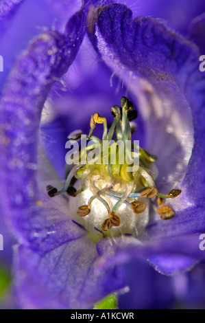 Blossum of the monkshood (Aconitum napellus), aconite, detail Stock Photo