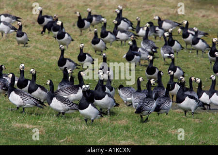 Flock of barnacle geese (Branta leucopsis) Stock Photo