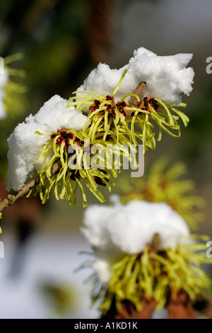 Witch hazel Sunburst (Hamamelis intermedia Sunburst) Stock Photo