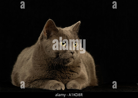 British Shorthair Cat Stock Photo