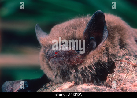 Common Pipistrelle Bat, Pipistrellus pipistrellus. Head close-up Stock Photo
